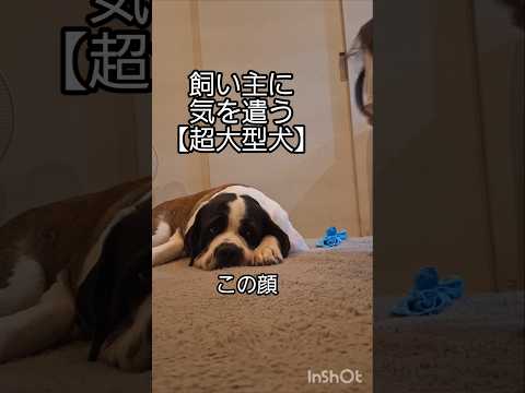 甘えん坊なのに、意外とあっさりしているとこもあるセントバーナードがこちら🐶💕#犬 #shors