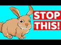 10 Things Rabbits Hate And Wished You&#39;d Stop Doing