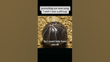Thumbnail of Song: I wish I was a pill bug #fyp #music #song #arthropods