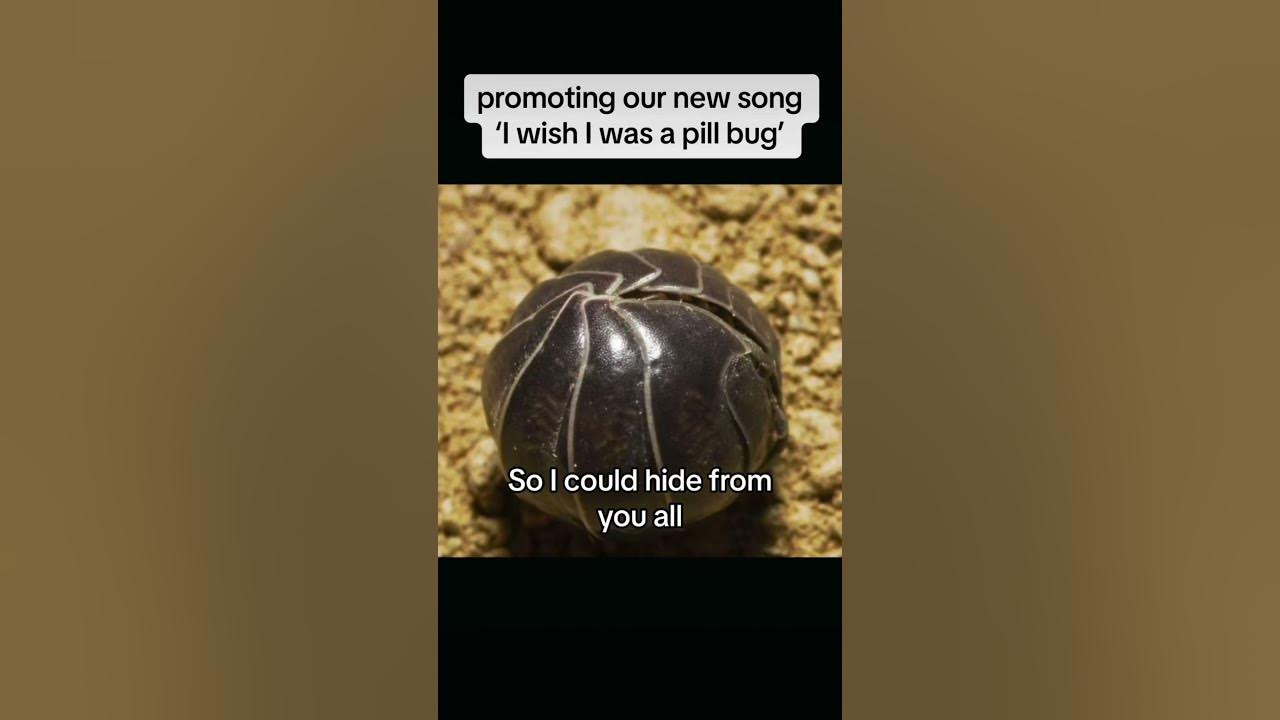 Song: I wish I was a pill bug #fyp #music #song #arthropods