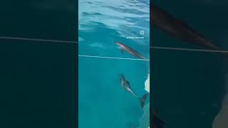 Maiton Island. Dolphins. Остров Майтон. Дельфины