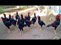 Shamo Rooster Farm Aseel Collection By Bill Ripley