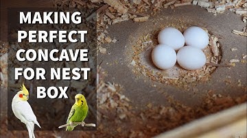 DIY  Make a perfect concave for nest box at home | budgies | cockatiels | Love birds