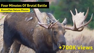 Giant Bull Moose Fight!