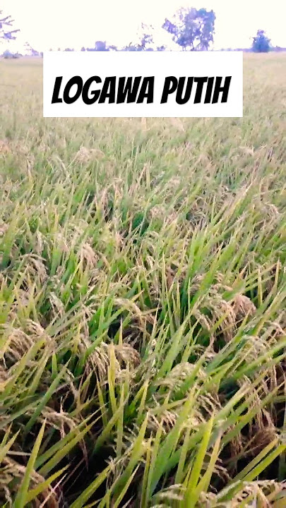 White Logawa Rice #drought #agricultureindonesia