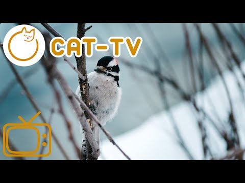 Winter Nature Videos for Cats - Entertainment For Kittens!