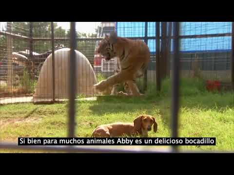 Video: Más De 150 Perros Salchicha Se Mezclan Con Los Amantes De Los Perros En Pop-Up Dog Cafe