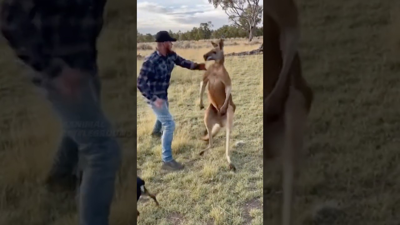 Man Rescues Dog From a Kangaroo — This Got Way More Dangerous Than It Looks 😱