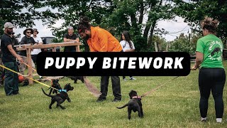 Bite Work with Malinois Puppies