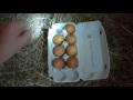 Сбор куриных яиц в октябре