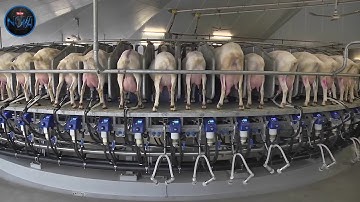 Modern Food Processing Technology with Cool Automatic Machines That Are At Another Level ▶3