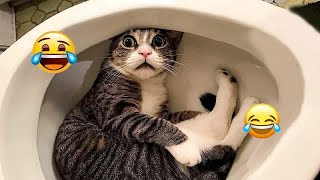 You Laugh You Lose Dogs And Cats  Best Funny Animals 2024 # 23