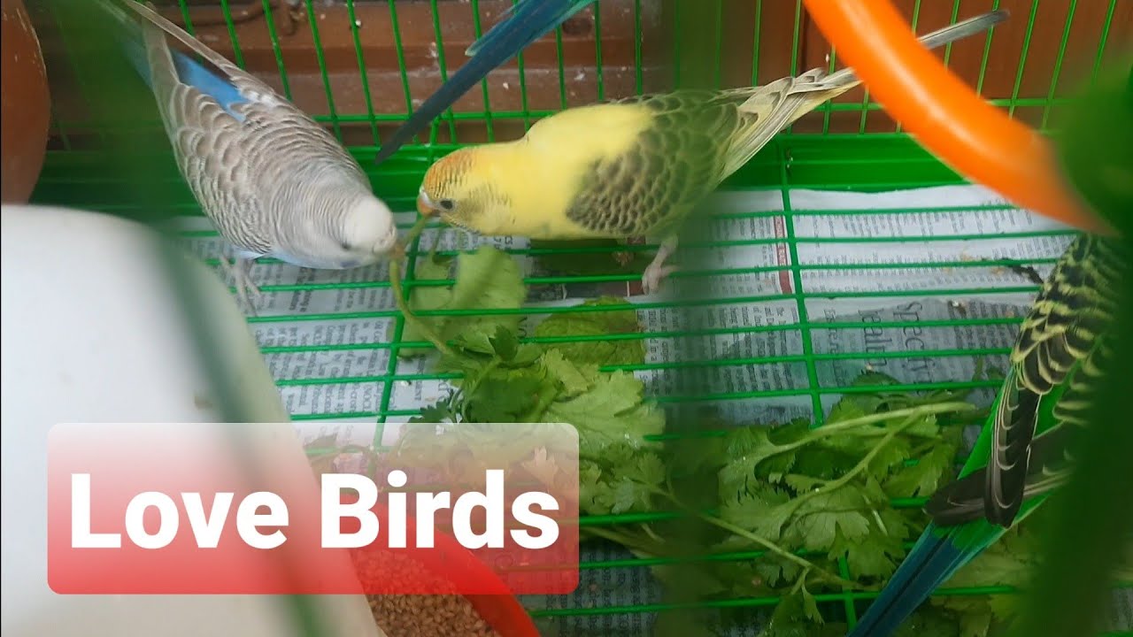 Love birds eating Coriander to reduce heat YouTube