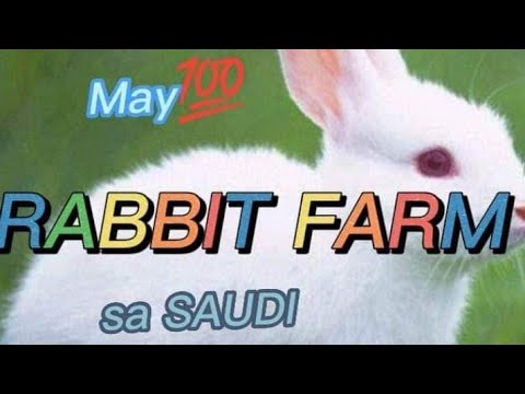 Part 2 HALA‼️NADISKUBRE KO🙀 FABULOUS Rabbit Farm🐰🐰 BREATH-TAKING SAUDI ...