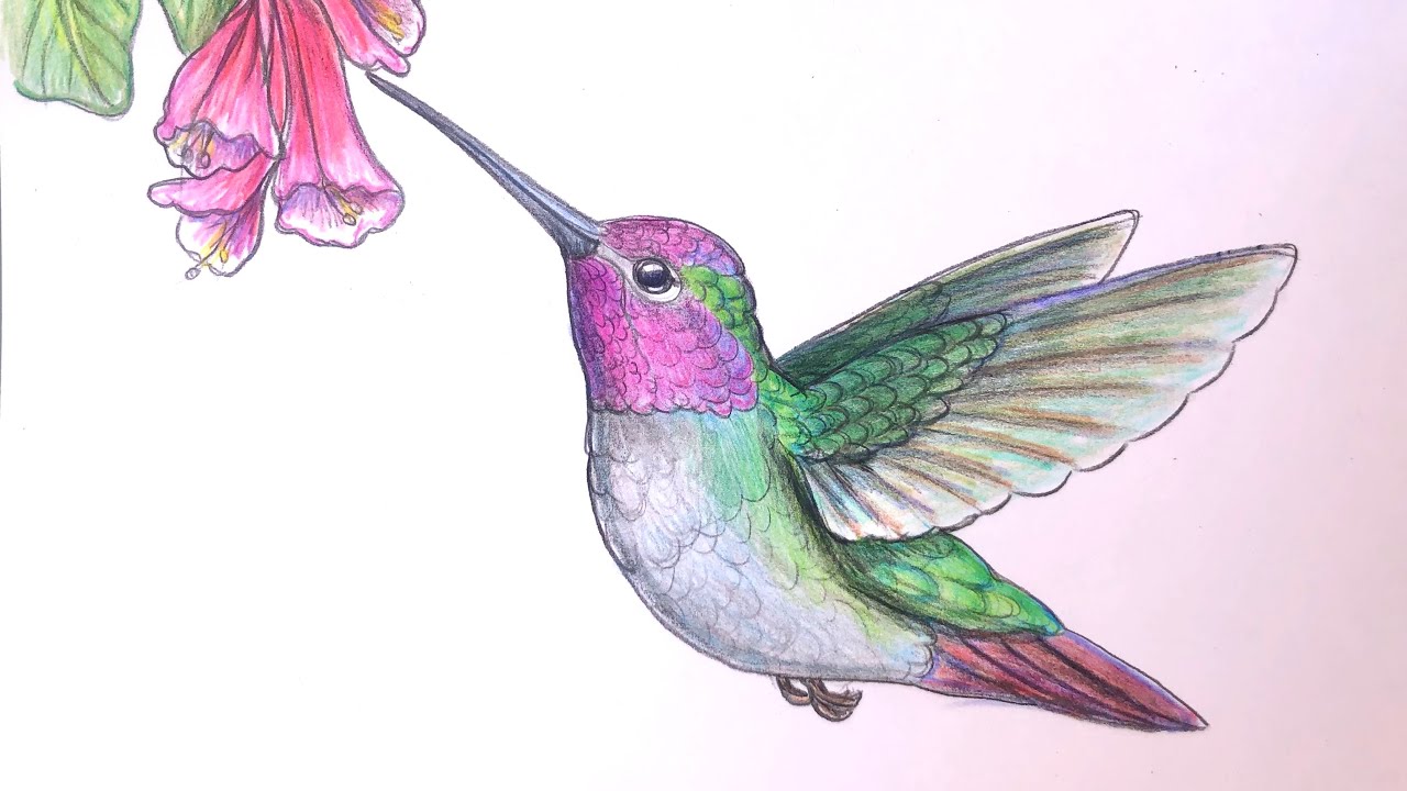 Draw A Happy Hummingbird - YouTube