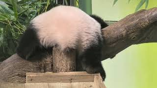 The panda cub's fluffy little tail flicks up and down, soft and fuzzy—makes hands itch to pet it!