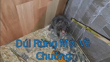 Dúi Rừng Sau Vài Ngày Nuôi Thuần Hóa • Và Tình Trạng Đàn Dúi Trong Chuồng | Nguyễn Nguyên TM