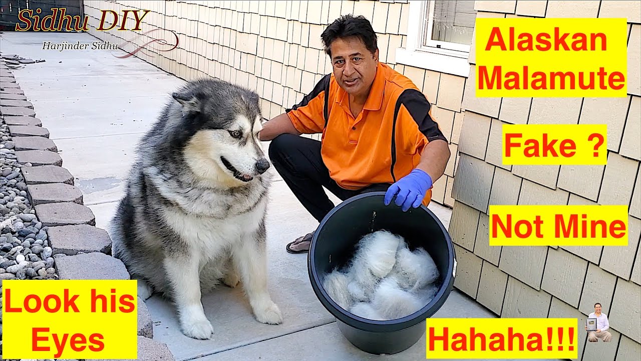 best shampoo for malamutes