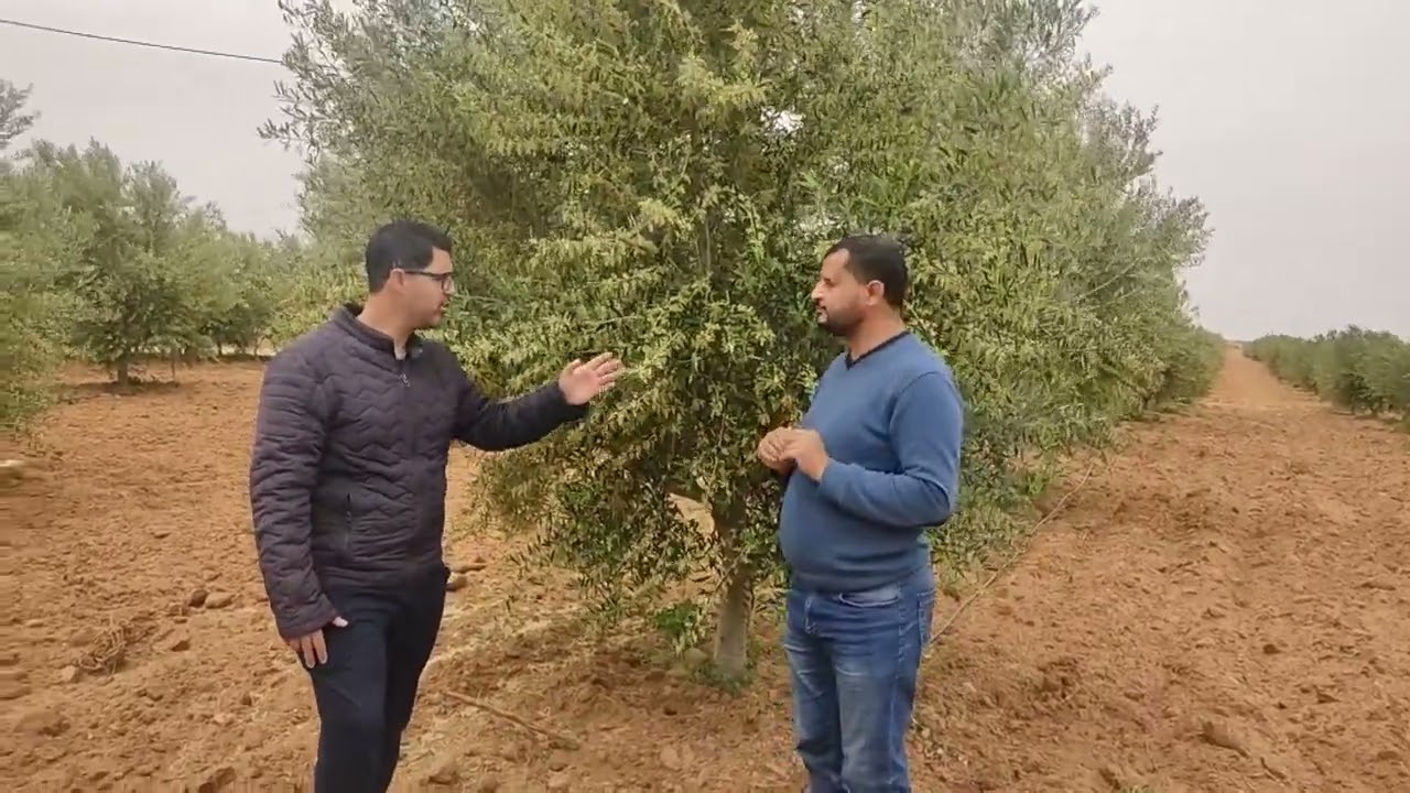 الممارسات الفنية الجيدة أثناء فترة إزهار أشجار الزيتون صنف كرونايكي