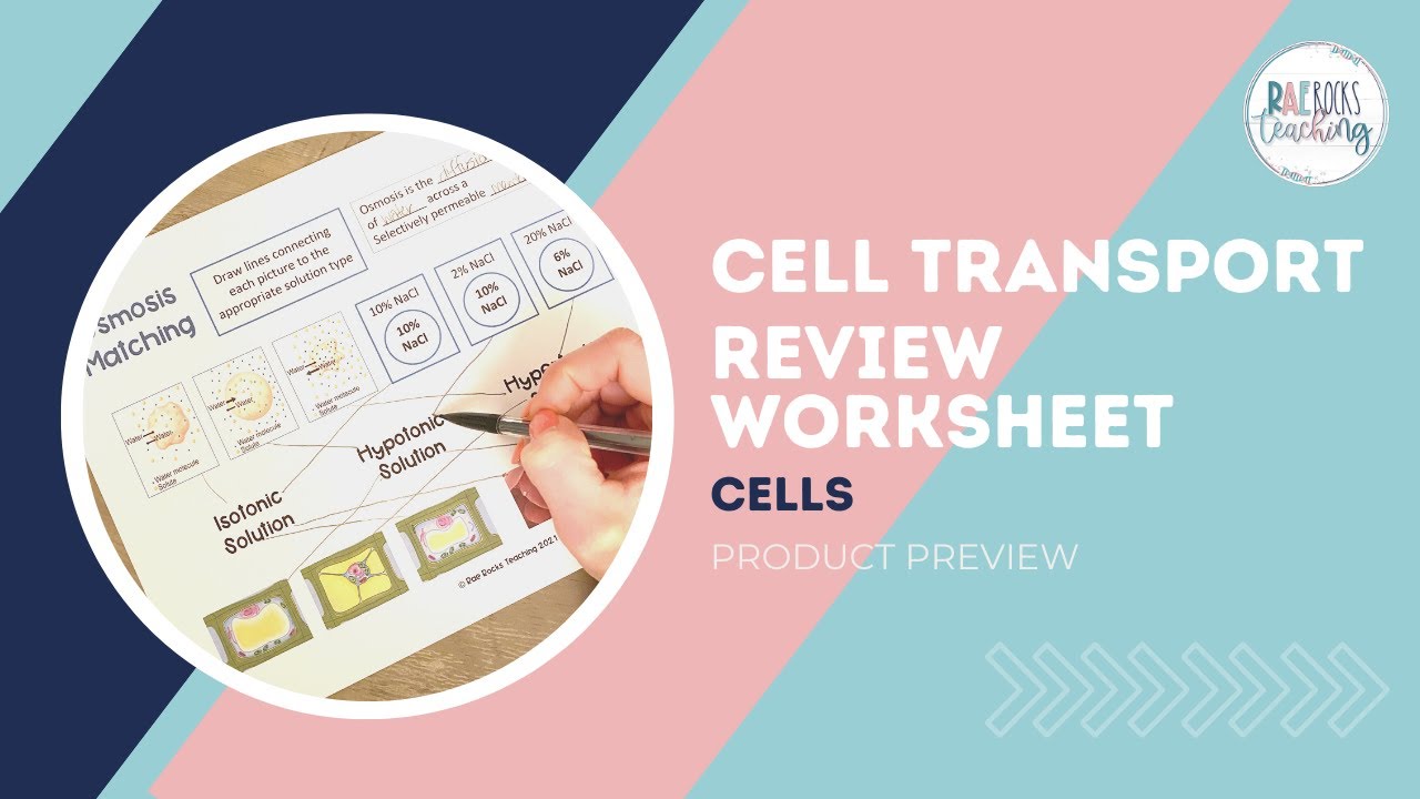 Cell transport review worksheet