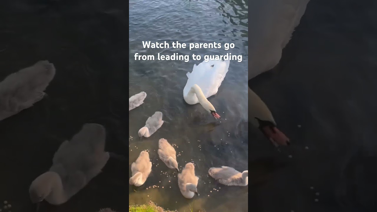 Watch the parents go from leading to guarding as the cygnets arrive 