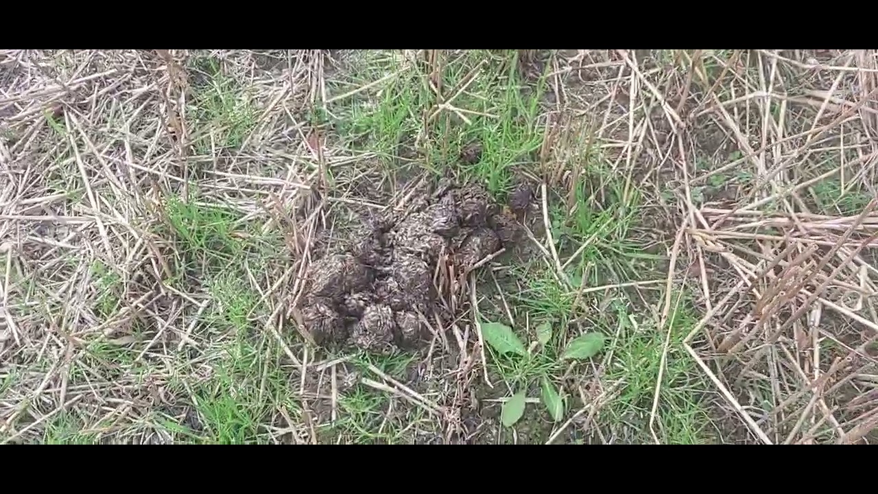 Karhu tyhjensi pellon