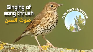 جهز حالك للموسم،أحلى صوت سمن للصيد،أنقى سكة،صوت جديد مجرّب وفعّال👌singing of song thrush for hunting