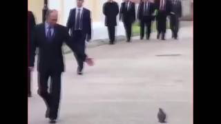 Голубь отдал честь Путину!!!! Даже птицы уважают