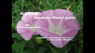 昼美人 Daytime Beauty 昼顔 ひるがお Japanese Bindweed 季節の花 日本花図鑑 Japanese Flower Guide Youtube