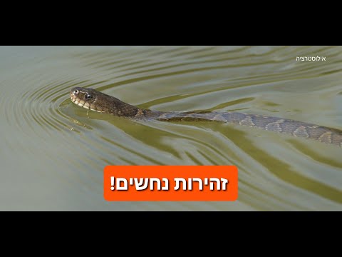 וִידֵאוֹ: נחש על חכה