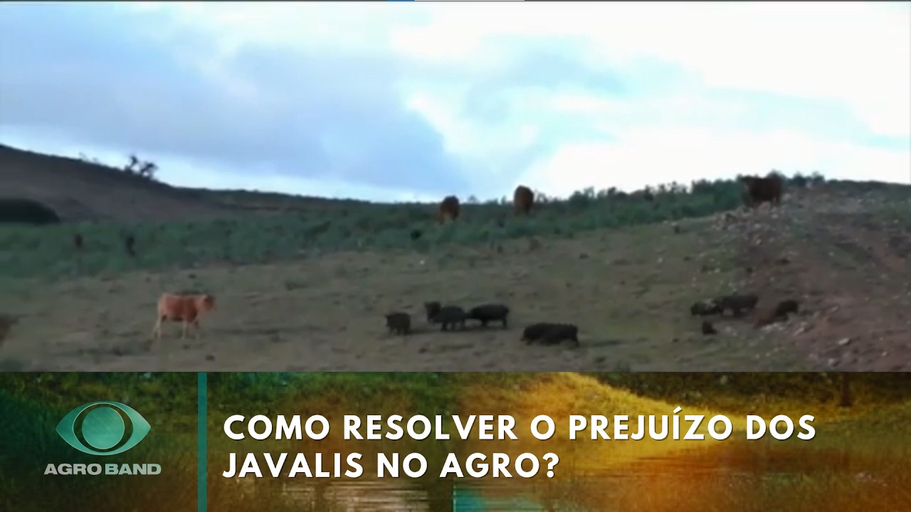 Encontro em SP discute como resolver questão dos javalis | Agro Band