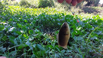 câu cá rô | cá chốt về kho tiêu bữa cơm