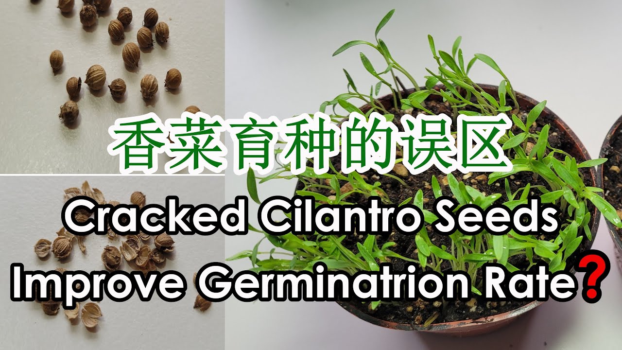 Do Cracked or Presoaked Cilantro Seeds Improve Germination Rate