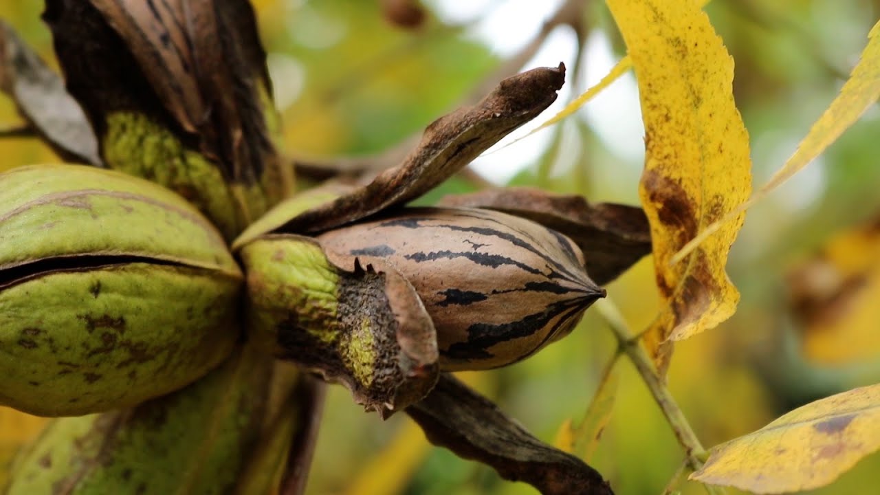 Noz-pecã em sistema de agrofloresta!