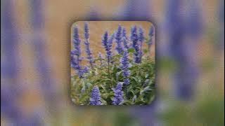 pryvt - blue salvia (speed up   reverb)