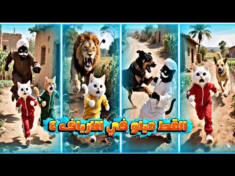 القط مياو في في الأرياف الجزء الرابع