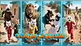 Meow the cat in the countryside, part four! 😱