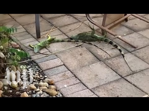 Cold, stunned iguanas are falling from trees in Florida | The Washington Post