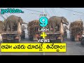 Viral Video: Elephants eating sugarcane in moving truck
