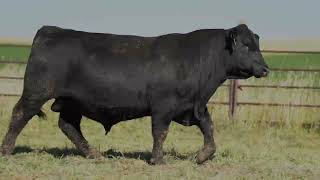 Hollow Top Angus Lot 36