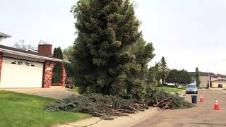 Neighbours Tree Company Ltd, Edmonton - Spruce Tree Removal