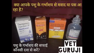 पशुओं में गर्भाशय (बच्चेदानी) की सफाई कौनसी दवा से करें ? Uterine Infections | गर्भाशय से मवाद आना।