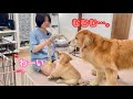 みんなで遊びたい姉と、兄犬を差し置いて自分だけめっちゃ楽しむゴルパピだいふく【ゴールデンレトリバーとミニチュアダックスフンド】