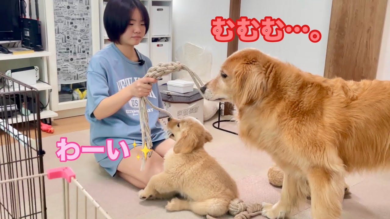 みんなで遊びたい姉と、兄犬を差し置いて自分だけめっちゃ楽しむゴルパピだいふく【ゴールデンレトリバーとミニチュアダックスフンド】