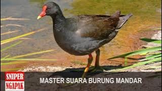 MASTER SUARA BURUNG MANDAR   30 MENIT