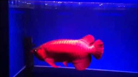 Cá Rồng Đẹp Nhất - Thiên Đường Cá Cảnh