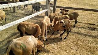 Drought stricken pregnant Djallonké sheep (Cameroon sheep) ewes, heat wave Belgium 2022.