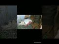 голавль на ультролайт, рыбалка весной #fishing #рекомендации #рыбалка