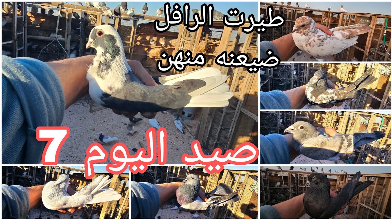 صيد اليوم 7 😘 مطيار الحمر🤍طيرنه الرافل الغربه ضيعنه منهن يم حربي  🥺