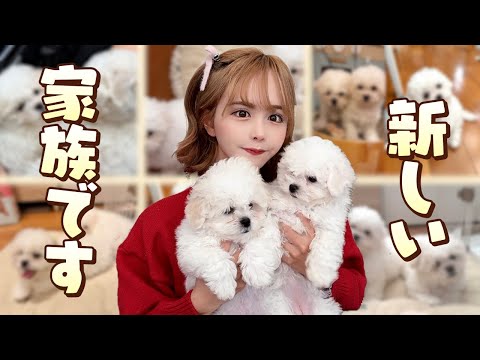 すずぽん - YouTube